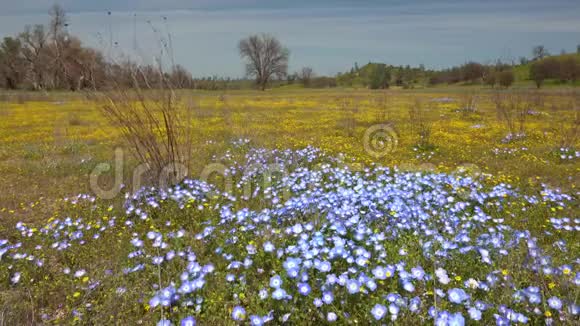 美丽的蓝色和黄色的花田超级开花季节加利福尼亚视频的预览图