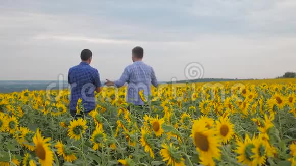 两个农民男子商务智能手机探索步行检查向日葵作物在田间慢动作视频小麦视频的预览图