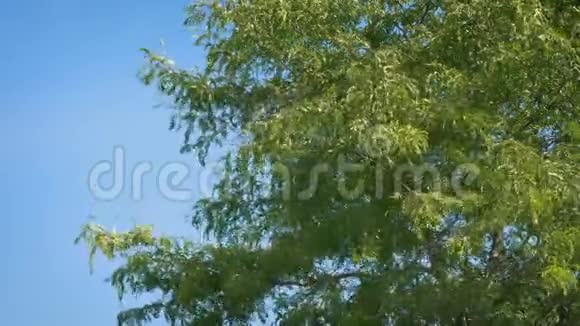 蓝天风中的树视频的预览图