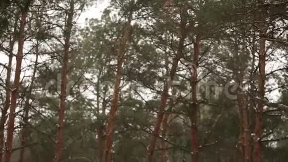 雪花在云杉和覆盖着雪的松树的背景下缓慢地飘落雪花在旋转和漂流视频的预览图