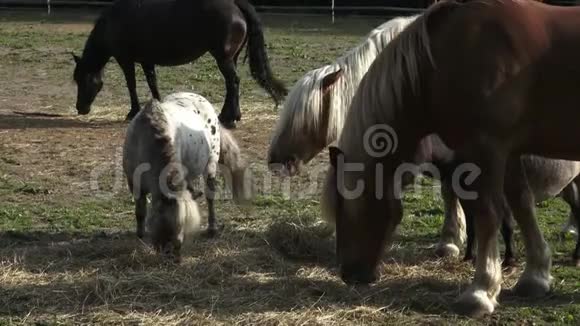 一群吃干草的马视频的预览图