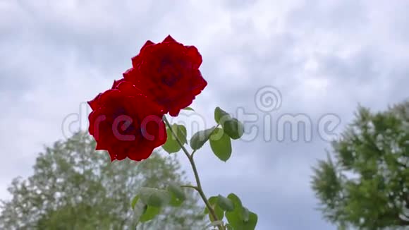 灰色云层背景下的红玫瑰视频的预览图