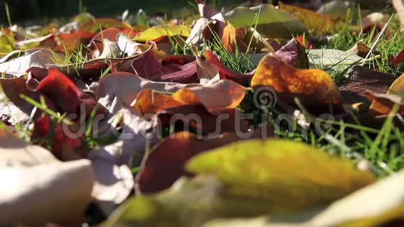 秋天落叶的彩色背景视频的预览图