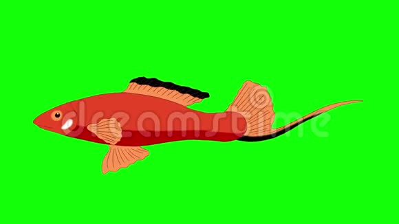 大红色水族馆鱼色钥匙环视频的预览图