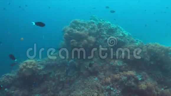 珊瑚礁上的哈莱金甜唇和一只绿海龟视频的预览图
