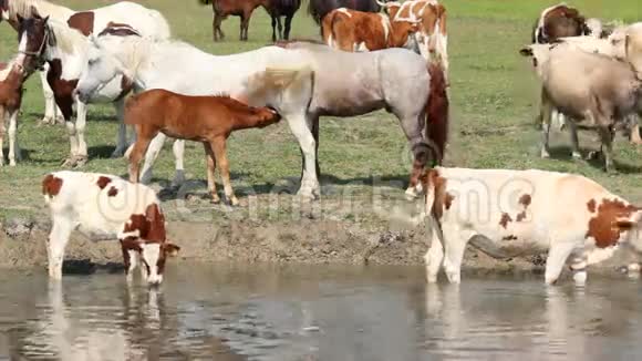 母马用牛奶喂养白驹视频的预览图