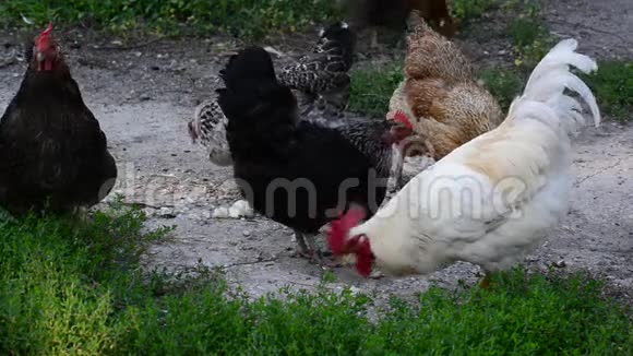 鸡在院子里啄食视频的预览图