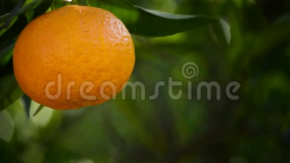 橘子挂在树枝上视频的预览图