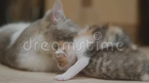 妈妈三色猫抱小猫慢动作视频走第一步猫舔小猫猫舔猫视频的预览图