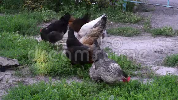 鸡在院子里啄食视频的预览图