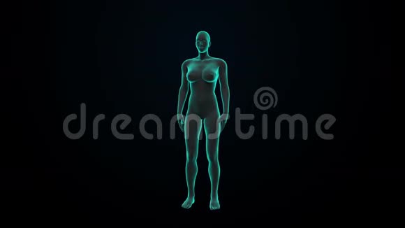 女性人体扫描内脏消化系统蓝色X光视频的预览图