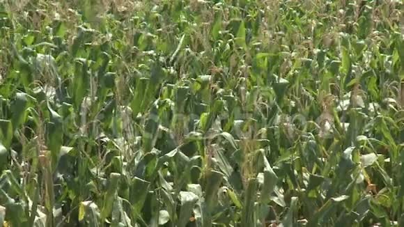 夏日阳光下玉米成熟的农田视频的预览图