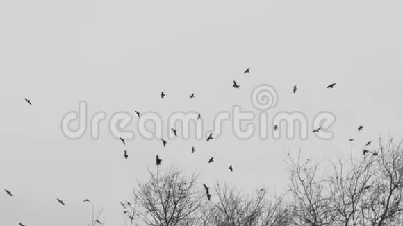一群乌鸦坐在一棵秋天的树干树枝上乌鸦鸟视频的预览图