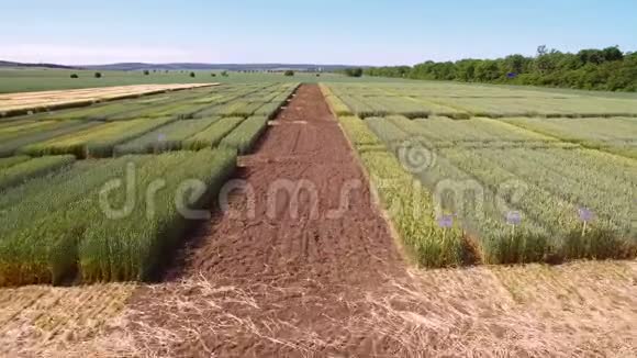 飞越地块进行作物研究科学家们正在测试疾病对黑麦和小麦的影响视频的预览图