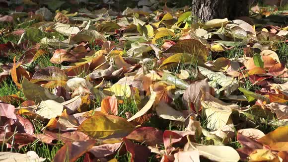 秋天落叶的彩色背景视频的预览图