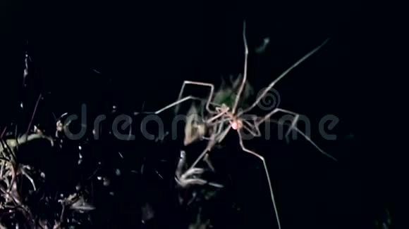 海洋蜘蛛在海底的黑色背景下靠近海底视频的预览图