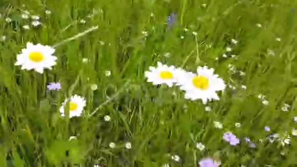 花草甸里的花视频的预览图
