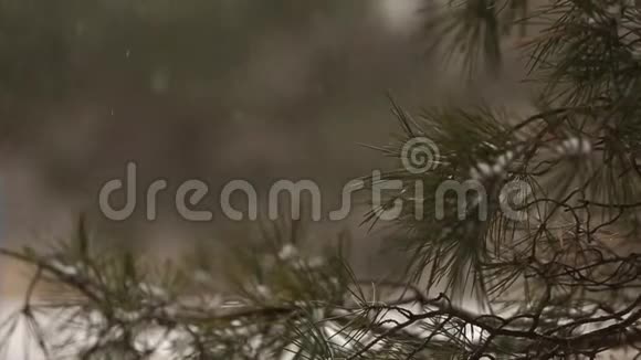 雪花在云杉和覆盖着雪的松树的背景下缓慢地飘落雪花在旋转和漂流视频的预览图