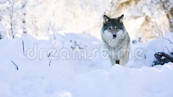 狼站在美丽的冬林里视频的预览图