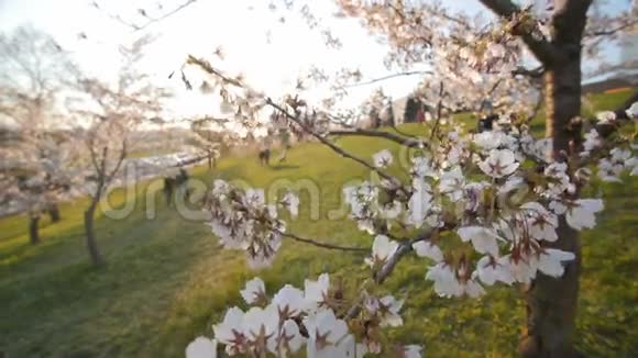 一棵开着花的樱桃树的枝条开着美丽的白花浅的景深视频的预览图