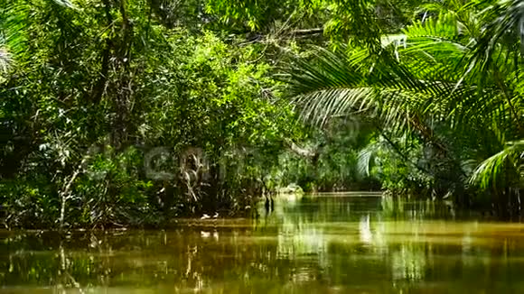 从泰国南部红树林中的皮划艇观看冒险概念视频的预览图