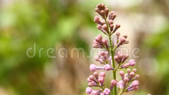 盛开的丁香花在风中摇曳视频的预览图