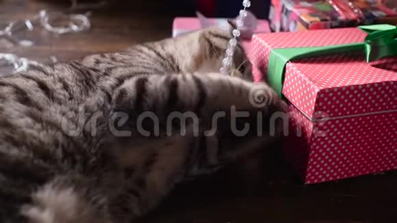 圣诞树附近的猫和礼物视频的预览图