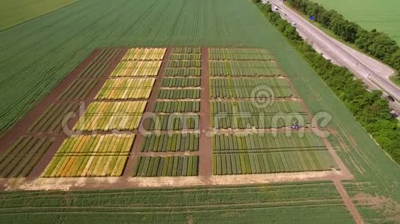 黑麦小麦品种的研究飞越地块进行作物研究科学家正在测试这种效应视频的预览图