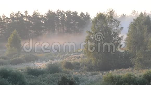 夏天森林里的晨雾视频的预览图