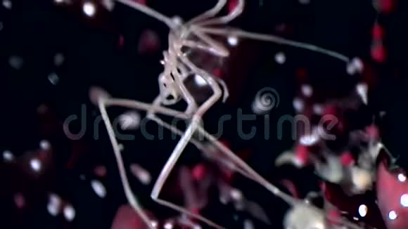 海洋蜘蛛在海底的黑色背景下靠近海底视频的预览图