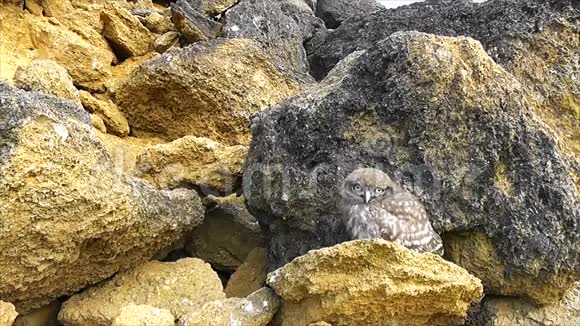 洞附近的一只小猫头鹰视频的预览图