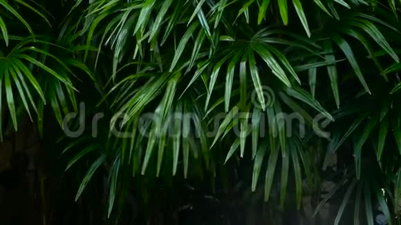 丛林森林赤道气候中明亮多汁的异国热带绿色植物视频的预览图