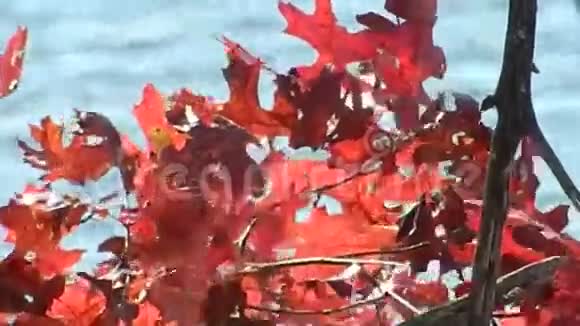 平顶湖上的孔雀秋红橡树叶视频的预览图