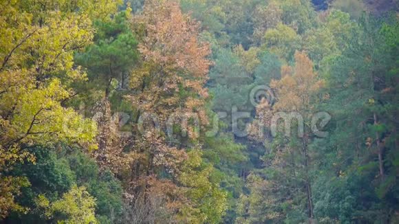 秋天的森林五彩缤纷视频的预览图