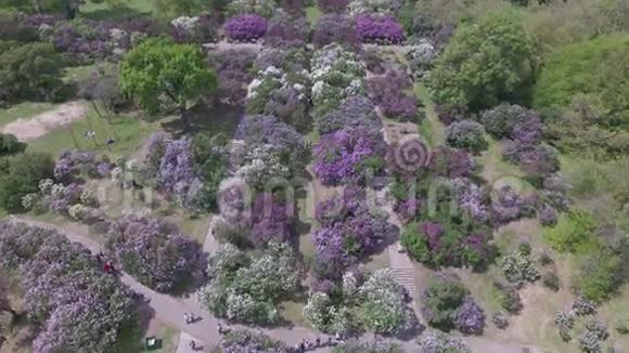 植物园里盛开的紫丁香空中观景视频的预览图