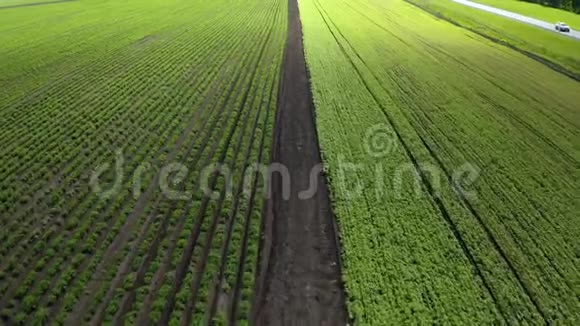 春季大豆田间成熟的空中拍摄农业景观视频的预览图