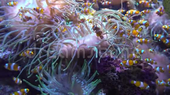 海底世界海洋鱼类珊瑚视频的预览图