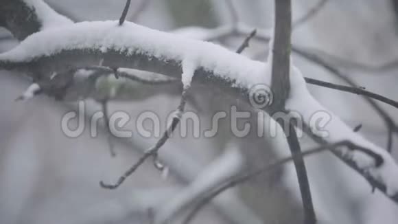 冬天在雪地里的树枝视频的预览图