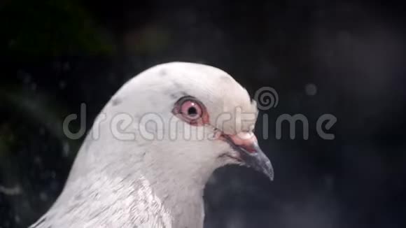 鸽子头特写把头靠近鸟类的鸟类视频的预览图