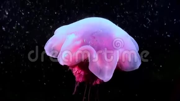 白海黑底水下水母视频的预览图