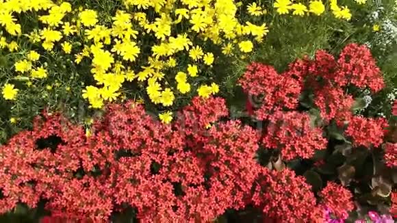 印度北方邦阿格拉植物苗圃的各种花卉拍摄视频的预览图
