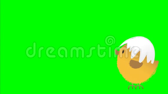 动画一个跳跃可爱的毛茸茸的复活节鸡其上有开裂的鸡蛋壳动画手绘卡通人物在chr上视频的预览图