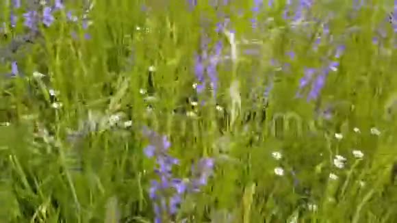 花草甸里的花视频的预览图