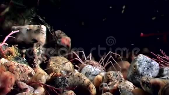 海洋蜘蛛在白海黑底海底的水下活动视频的预览图