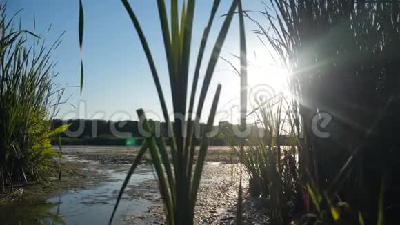 池塘有芦苇的生活方式大自然野生日落景观阳光有芦苇的湖是俄罗斯的自然湖面日落视频的预览图
