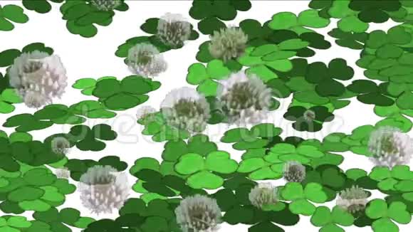 四叶草蒲公英发芽草坪草植被植物背景视频的预览图