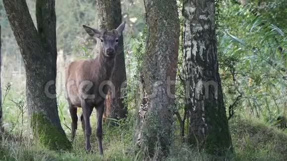 森林里的红鹿视频的预览图