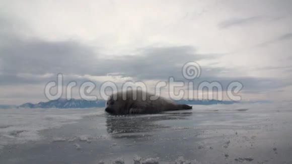 俄罗斯贝加尔湖冰封白色新生海豹视频的预览图