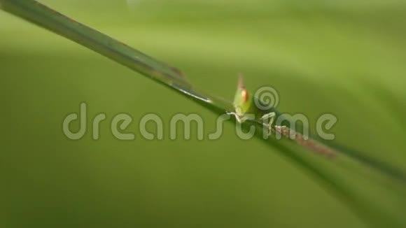 绿蟋蟀宏视频的预览图