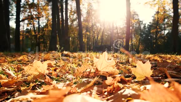 公园里的金秋景象视频的预览图